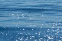Flying Fish