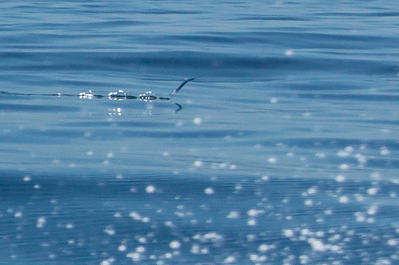 Flying Fish