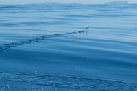 Floreana to Isabela Island