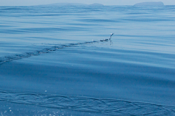 Flying Fish