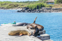 Galapagos Sea Lions