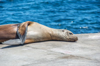 Galapagos Sea Lions