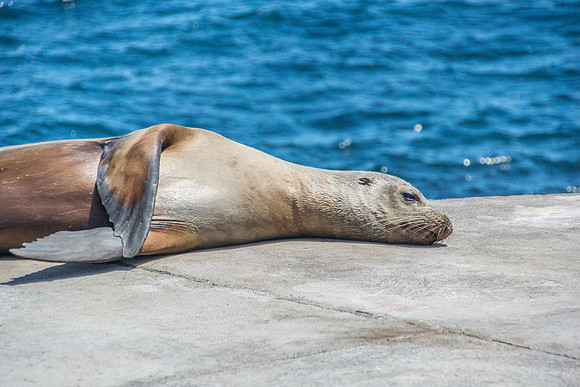 Galapagos Sea Lions