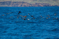 Brown Noddy