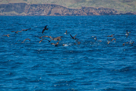 Brown Noddy