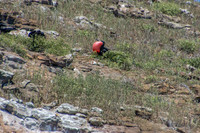 Frigatebirds