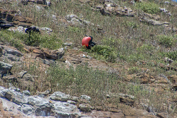 Frigatebirds