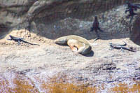 Galapagos Sea Lion and Marine Iguanas