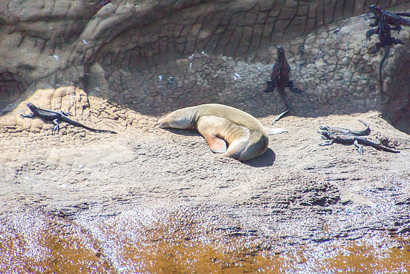 Galapagos Sea Lion and Marine Iguanas