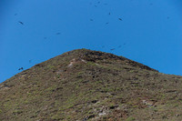 Frigatebirds