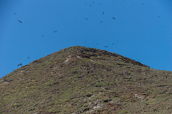 Frigatebirds