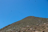 Frigatebirds