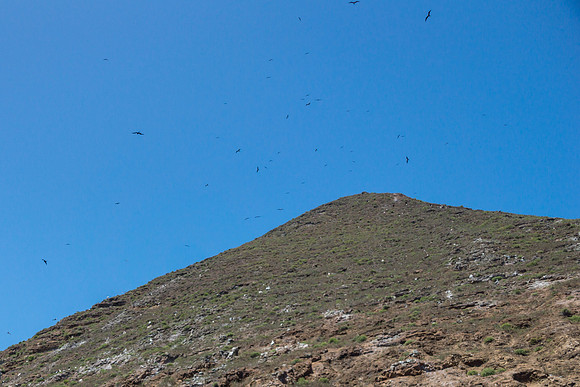 Frigatebirds