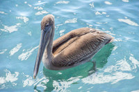 Brown Pelican