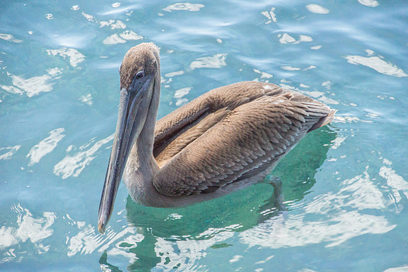 Brown Pelican