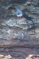 Swallow-tailed Gull and Marine Iguana