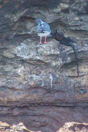 Swallow-tailed Gull and Marine Iguana