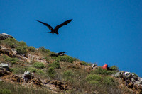 Frigatebirds