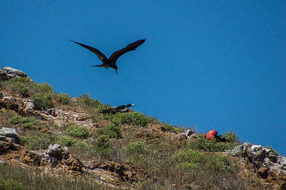 Frigatebirds