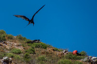Frigatebirds