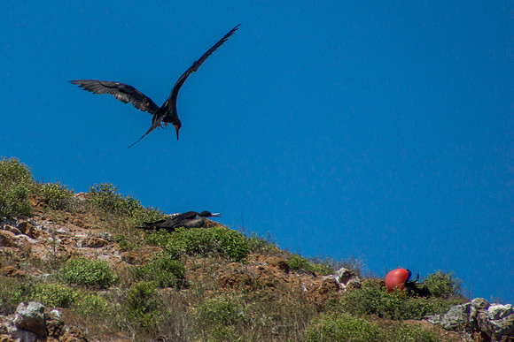 Frigatebirds