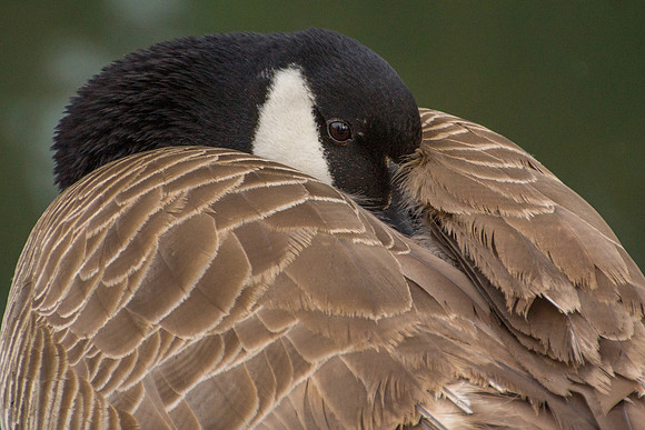 Canadian Goose