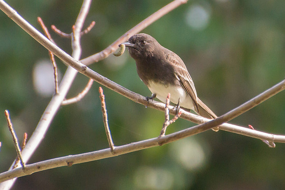 Black Phoebe