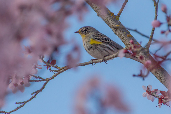 Yellow-rumped Warbler