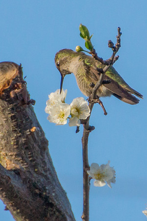 Anna's Hummingbird