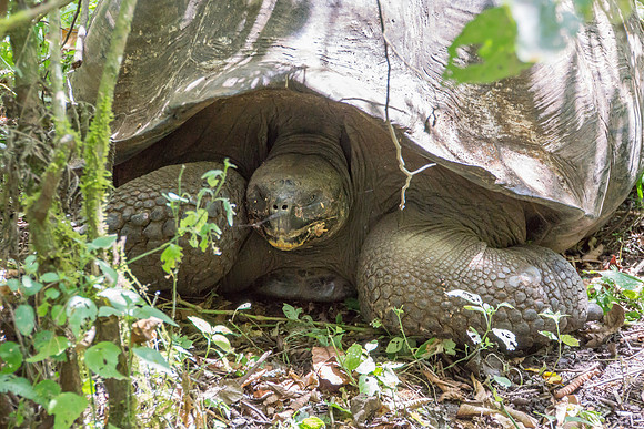 Wild Galapagos Tortoise