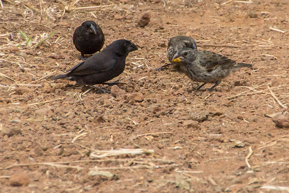 Darwin's Finches