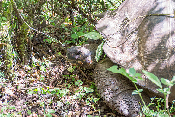 Wild Galapagos Tortoise