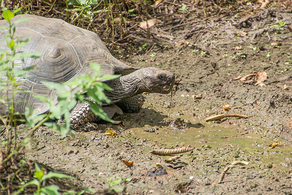 Wild Galapagos Tortoise