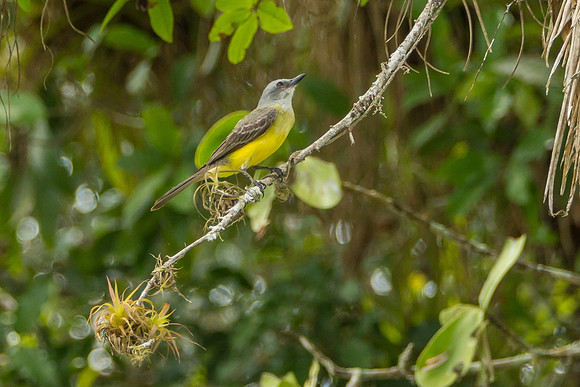 Tropical Kingbird