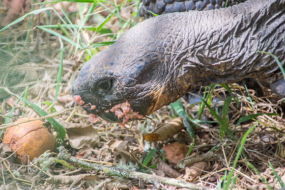 Wild Galapagos Tortoise
