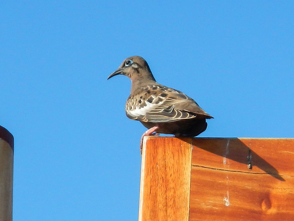 Galapagos Dove