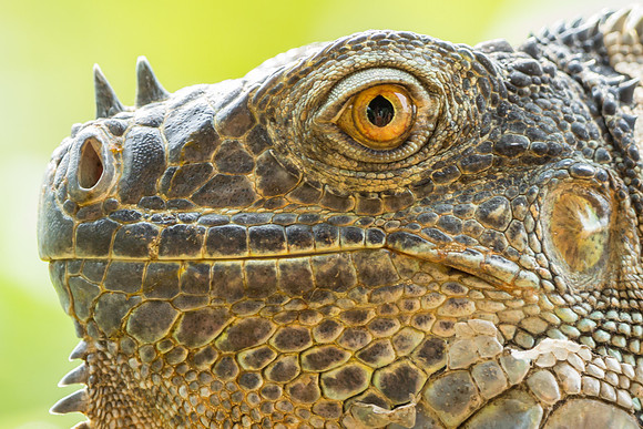 Green Iguana