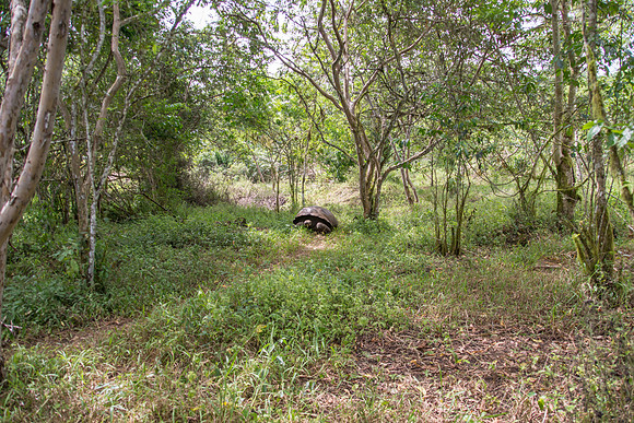 Wild Galapagos Tortoise