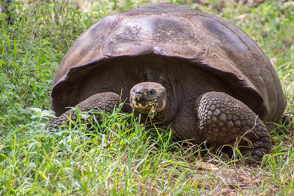 Wild Galapagos Tortoise