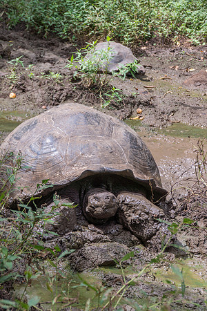 Wild Galapagos Tortoise