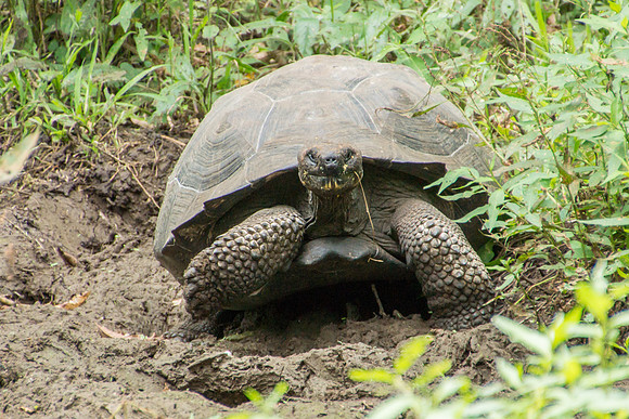 Wild Galapagos Tortoise