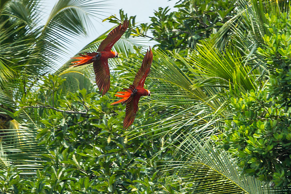 Scarlet Macaws