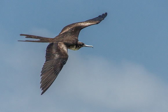 Frigatebird