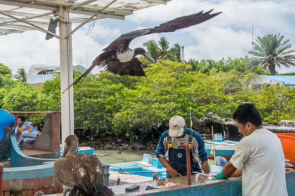 Puerto Ayora Fish Market