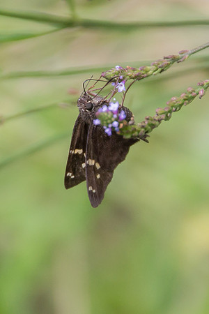 Moth