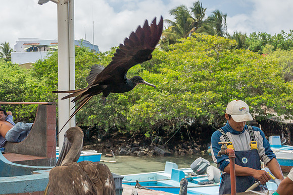 Puerto Ayora Fish Market
