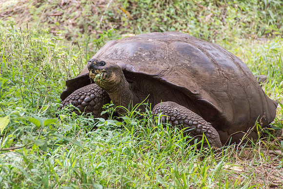 Wild Galapagos Tortoise