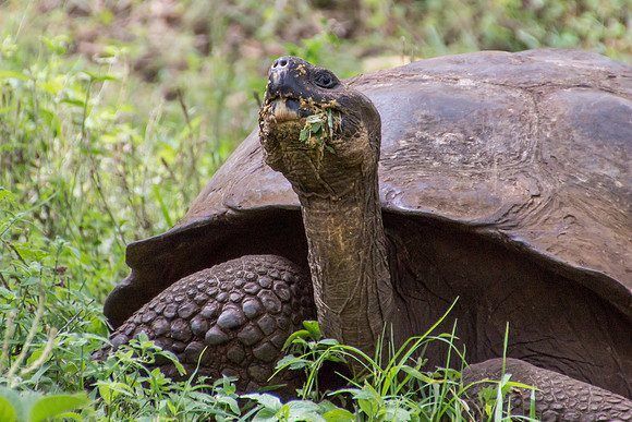 Wild Galapagos Tortoise