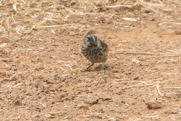 Darwin's Finches