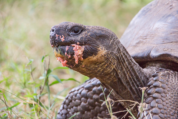 Wild Galapagos Tortoise